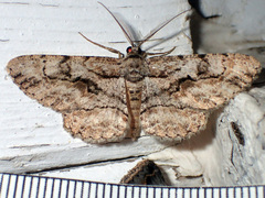 Anavitrinella pampinaria