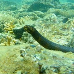 Emydocephalus annulatus