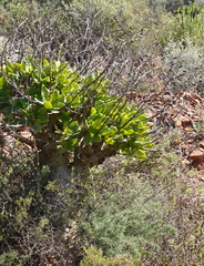 Tylecodon paniculatus