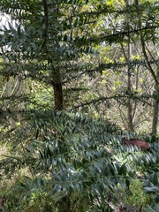Araucaria bidwillii