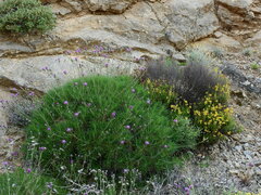 Ptilostemon chamaepeuce