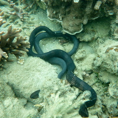 Emydocephalus annulatus
