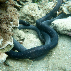 Emydocephalus annulatus