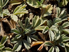 Potentilla acaulis