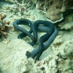 Emydocephalus annulatus