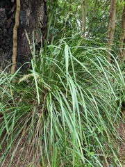 Lomandra