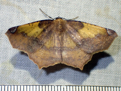Antepione thisoaria