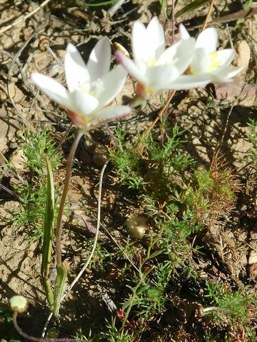 Geissorhiza inflexa
