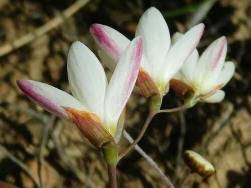 Geissorhiza inflexa