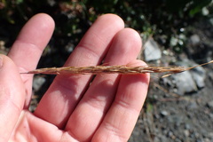 Elymus glaucus