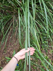 Lomandra