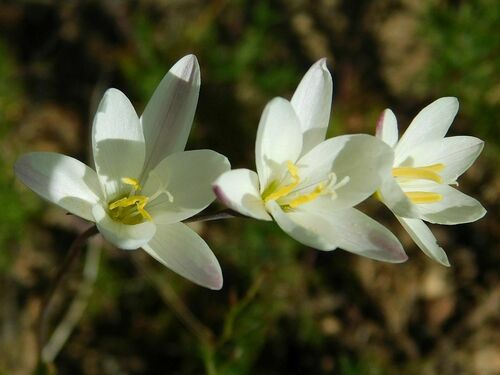 White Satin (Geissorhiza inflexa)