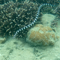 Emydocephalus annulatus