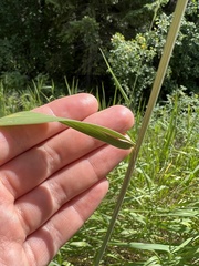 Elymus glaucus