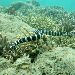 Emydocephalus annulatus