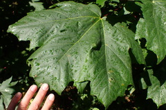 Acer macrophyllum