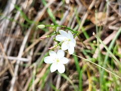 Chamaescilla corymbosa
