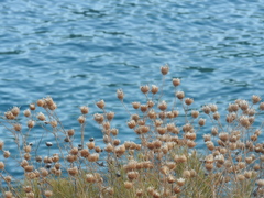 Ptilostemon chamaepeuce