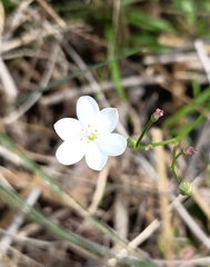 Chamaescilla corymbosa