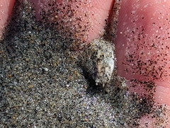 Emerita analoga
