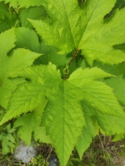 Filipendula