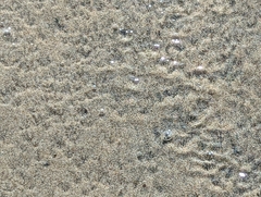 Emerita analoga