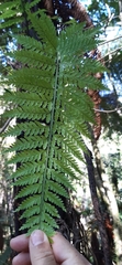 Asplenium bulbiferum