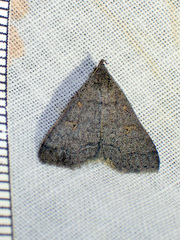 Bleptina flaviguttalis