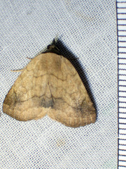 Isogona punctipennis