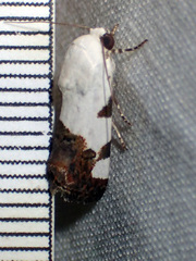 Tarache tetragona