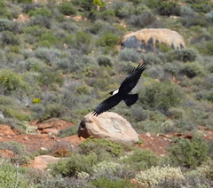 Corvus albus