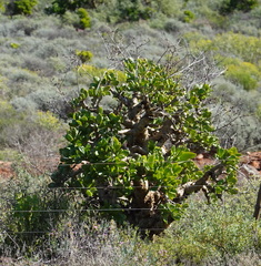 Tylecodon paniculatus