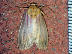 Eulithosia plesioglauca