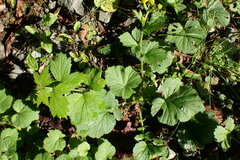 Geum macrophyllum