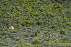 Tylecodon paniculatus