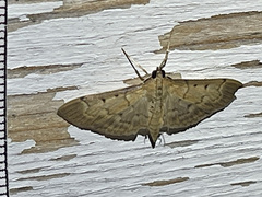 Pyraustinae