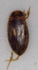Bidessini