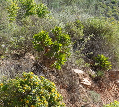 Tylecodon paniculatus