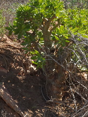 Tylecodon paniculatus