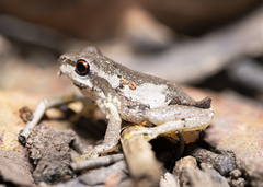 Litoria quiritatus