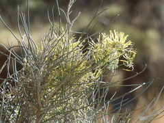 Hakea lorea