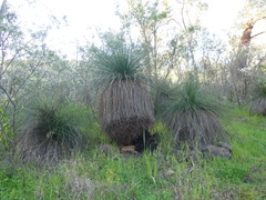 Xanthorrhoea preissii