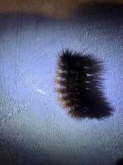 Pyrrharctia isabella