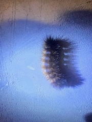 Pyrrharctia isabella