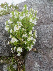 Euphrasia insignis