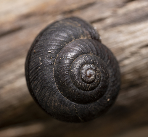 Sauroconcha sheai (S.A.Clark, 2009)