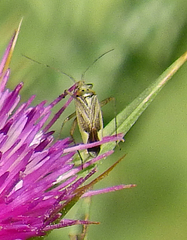 Closterotomus trivialis