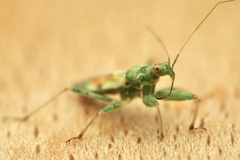 Nabis viridulus