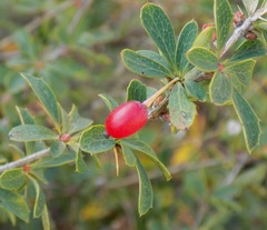 Berberis sibirica