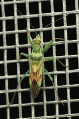 Nabis viridulus